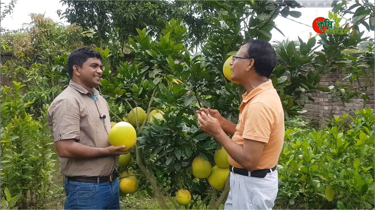 মহাঔষধী জাম্বুরাঃ ভিয়েতনামী খাটো জাত