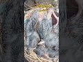 أول إنتاج حسون هذه السنة