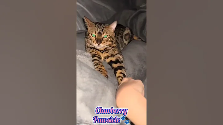 Watch the video about Funny Cats Moments #Cat #FunnyCat #CatLovers #shorts #shortvideo #fyp #foryou #viral #viralvideo