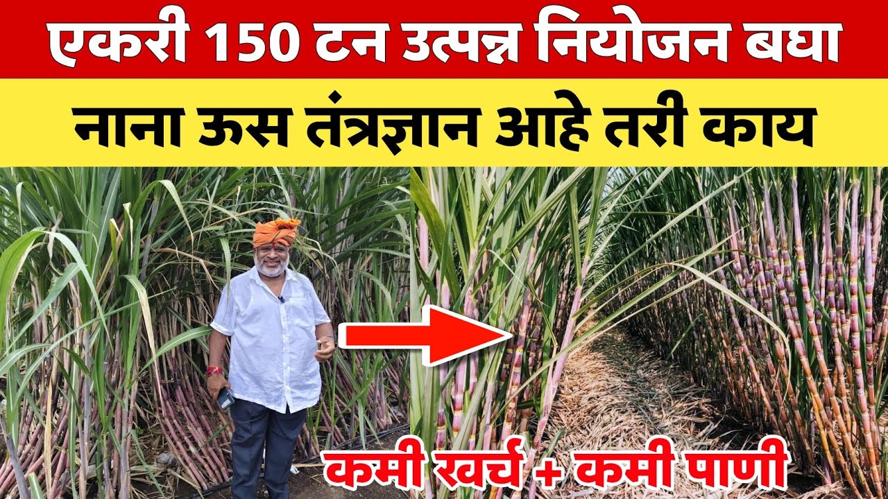 🔶 ऊस पिकातील नाना ऊस तंत्रज्ञान | एकरी 150 टन ऊस काढणारच | कमी खर्च + कमी पाणी नानाचे ऊस तंत्रज्ञान 