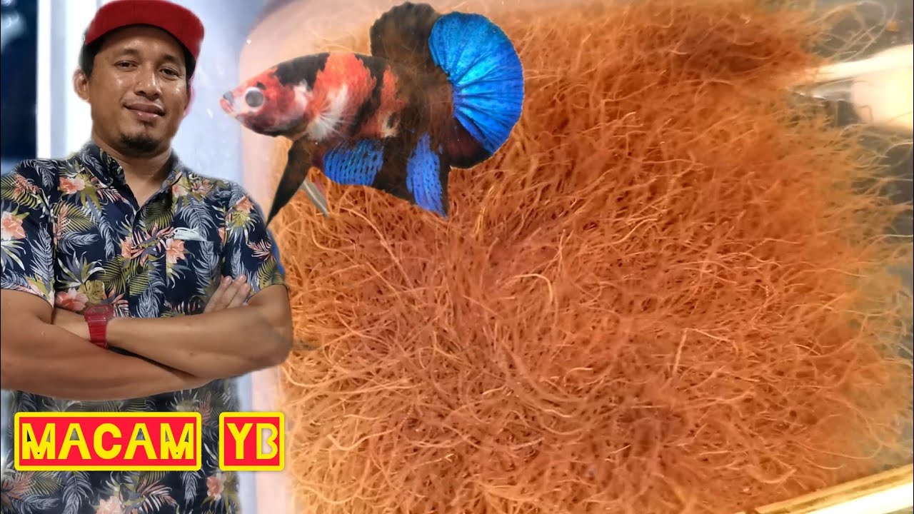 Cara Nak Bagi Ikan Laga Cepat Besar//Makanan Ikan Laga