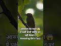 आसमान का राजा 😱 ये पक्षी कभी जमीन पर नहीं बैठता! | Amazing Bird Fact#trendingshorts #shorts #virl