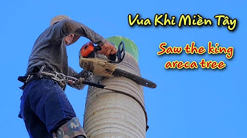 Vua khỉ cưa cây cau vua. Sawing a tall king areca tree