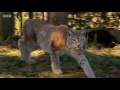 Rewilding the UK with Lynx