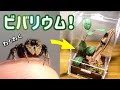 ハエトリグモにビバリウムを作って住ませてみた！