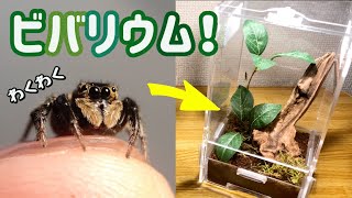 [Vivarium] I made a new house for a jumping spider and kept it