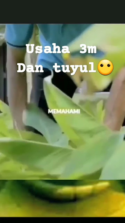 usaha kripik pisang 3m #memes
