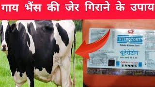 गाय भैंस की जेर गिराने के 2 जोरदार उपाय | How to remove cow placenta methods