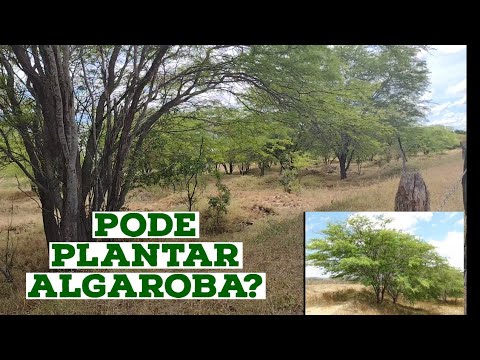 Vídeo: Benefícios da algarobeira: Aprenda sobre os vários usos das algarobeiras