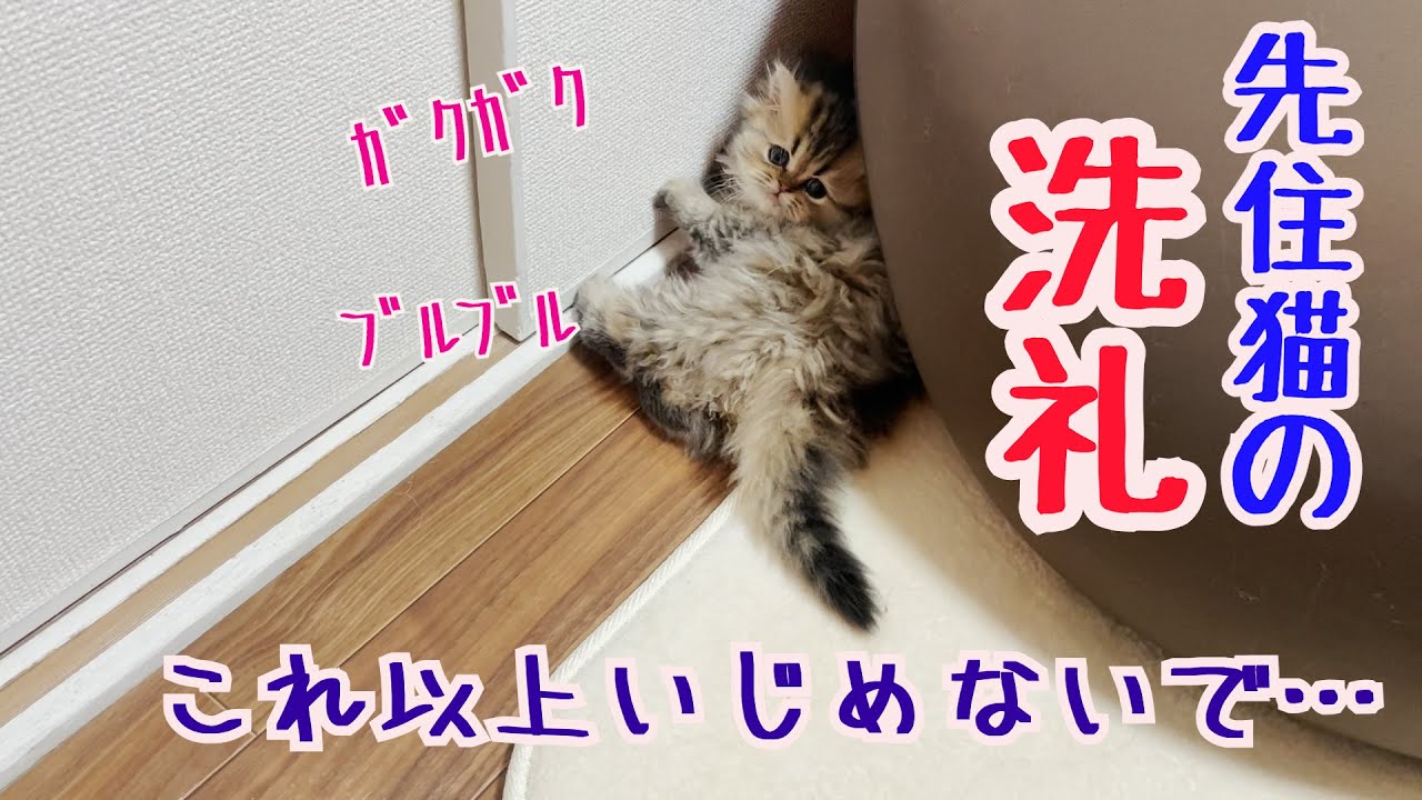 【壮絶な闘い】子猫と先住猫が仲良くなるまで…