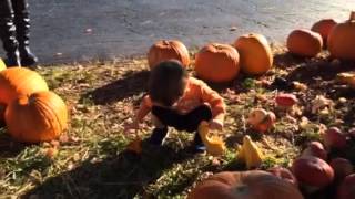 Bear at the Pumpkin Patch - This or This