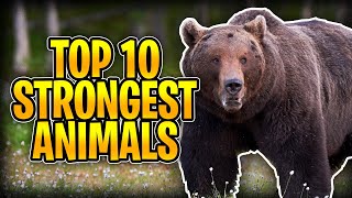 Top 10 Strongest Animals