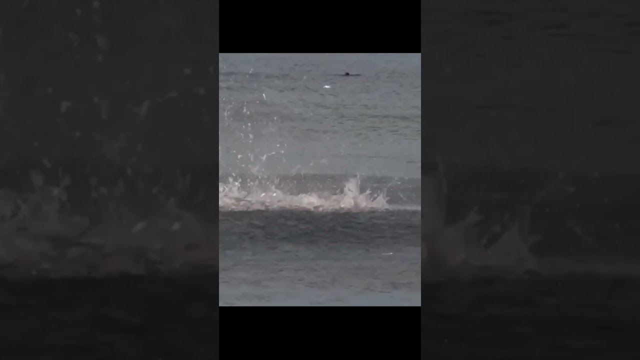 fish jumping out of the water