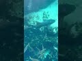sharks #travel #love #makingmemories