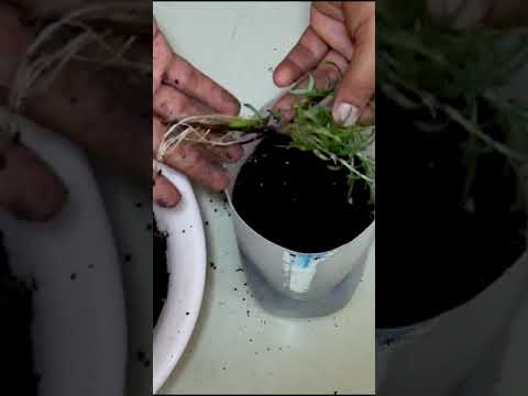Video: Información de la planta de romero rastrero: cultivo de la cubierta vegetal del romero rastrero