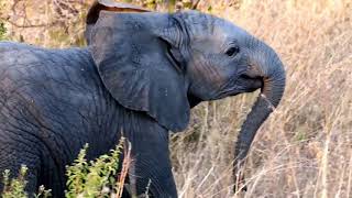 cute baby elephants in sabi sand private game reserve (greater kruger national park)