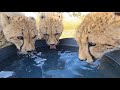 Cheetah Cubs Go Wild | The Lion Whisperer