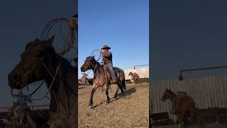 Branding Calves #roping #heeling #cattle #ranch #cowboy #horse #cowboys