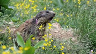 ALPINE MARMOT MARMOTA MARMOTA LAUNCHING THE ALARM WHISTLE N1MIGGTU