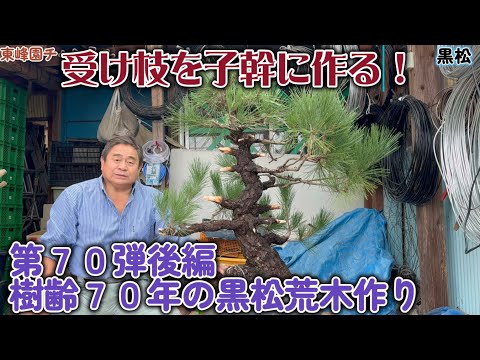 盆栽】第70弾後編 樹齢70年の黒松荒木作り【受け枝を子幹に作る