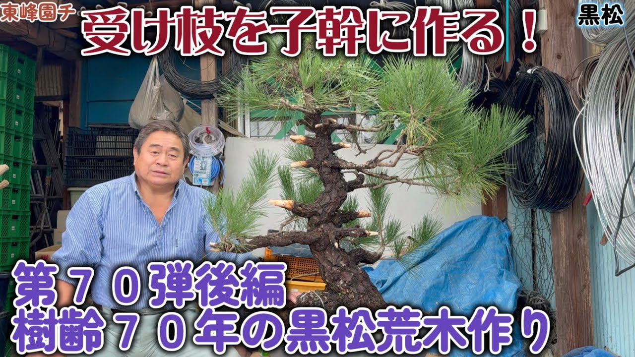 盆栽】第70弾後編 樹齢70年の黒松荒木作り【受け枝を子幹に作る