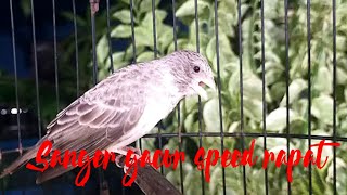 Sanger gacor speed rapat
