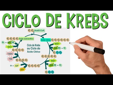 Vídeo: Diferença Entre O Ciclo De Krebs E A Glicólise