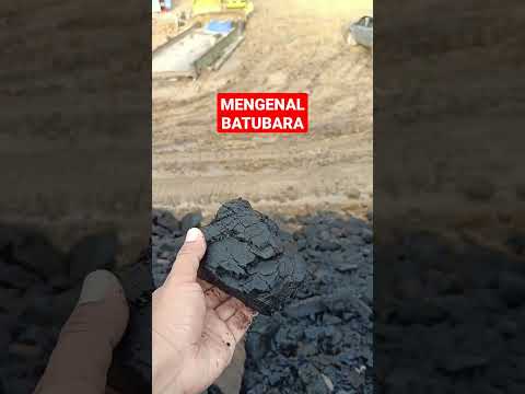 Video: Dari manakah lignit berasal?