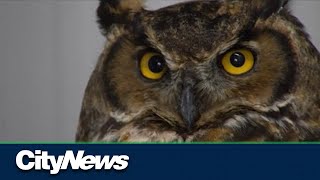 Roadside litter a danger to owls