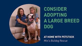 Consider Adopting A Large Breed Dog - At Home With PETstock - Mini's Bulldog Rescue