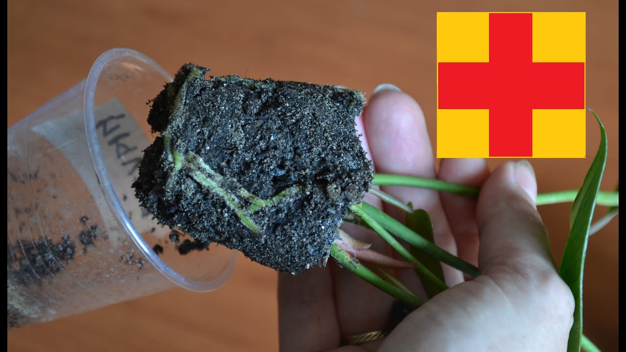 Лечение антуриума с помощью замены грунта