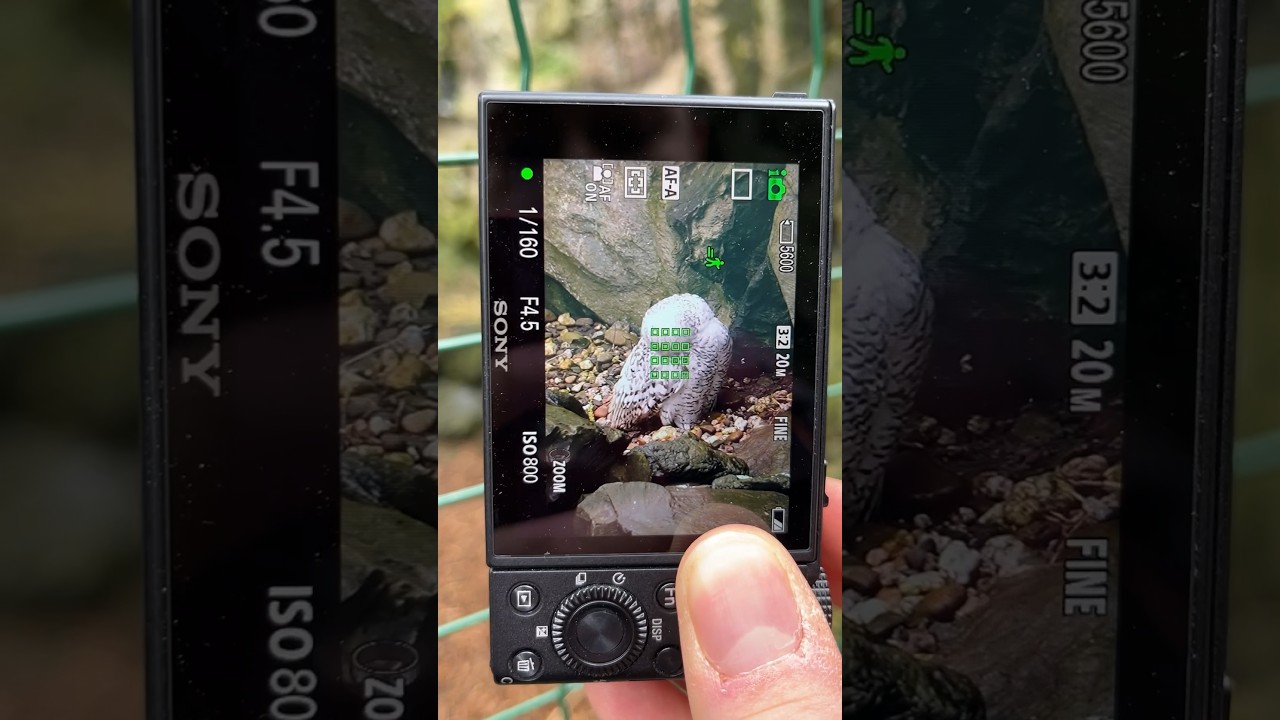 This Snowy Owl was so beautiful 🦉❄️ - Sony DSC-RX100 VII 