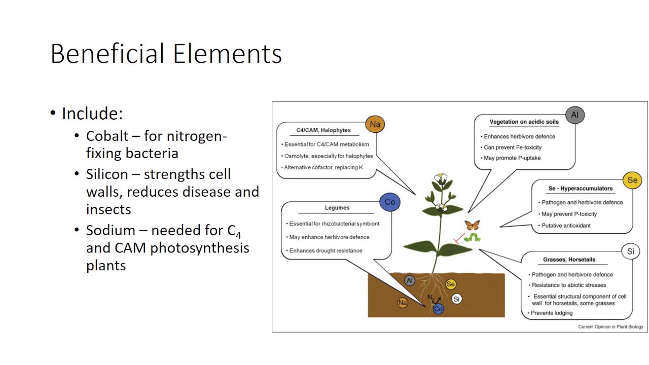 Plant Nutrients Micronutrients YouTube