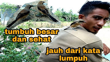 cara merawat anakan burung cendet agar cepat tumbuh dan sehat
