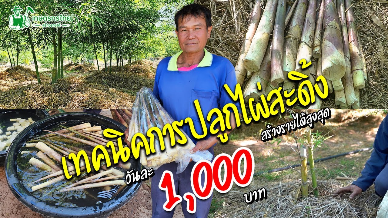 เทคนิคการปลูกไผ่สะดิ้ง บนพื้นที่ 3 ไร่ ปลูกแบบนี้มีรายได้ 1,000 บาท/วัน #ไผ่ #ไผ่สะดิ้ง
