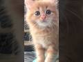 Suara kucing