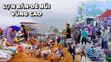 NGUYÊN SƠ PHIÊN CHỢ BÁN LỢN BẢN, DÊ NÚI - CHỢ CỐC LY BẮC HÀ LÀO CAI GIẢN DỊ ĐẶC SẮC TÂY BẮC