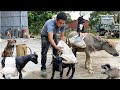 Vietnamese man with goat and calf goes to the street to transport cement to build a house