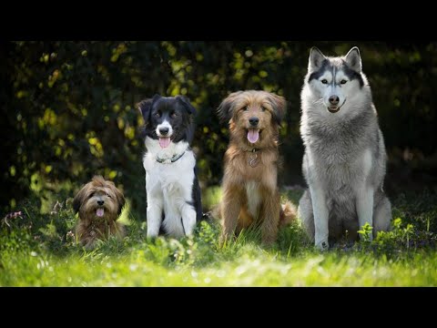 ახალი კანონპროექტი შინაური ცხოველების შესახებ