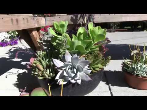 Tender Succulents: Part 7 - Mixed Succulent Bowls & Planters