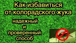 Как избавиться от колорадского жука. Надежный и проверенный способ.