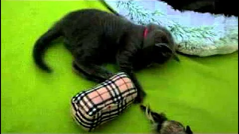 Video 11849831: russian blue kitten, russian blue girl