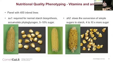 Matt Baseggio: Genetic basis of vitamin and mineral levels in fresh sweet corn kernels
