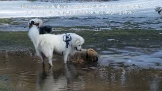 Briard And Friends At The Park