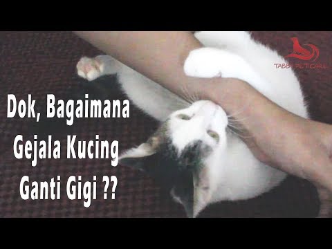 Video: Rematik anjing