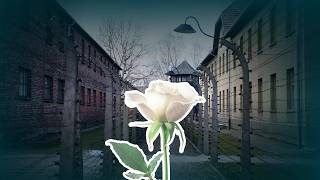 unter den linden: Ritualisiertes Gedenken? Erinnerungskultur in der Kritik