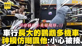 車行長大的鸚鵡多機車？一連串模仿嘲諷老闆笑：小心被揍 @cosmosviral
