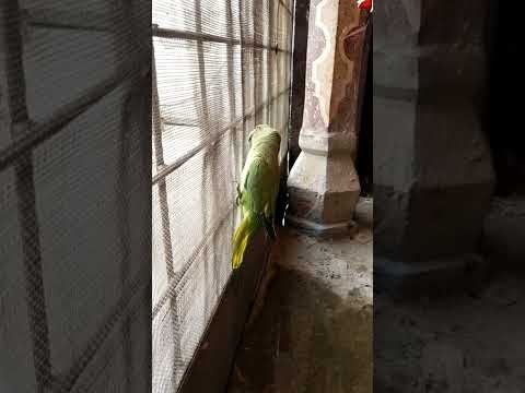 well trained parrot|#shorts #birds #parrot