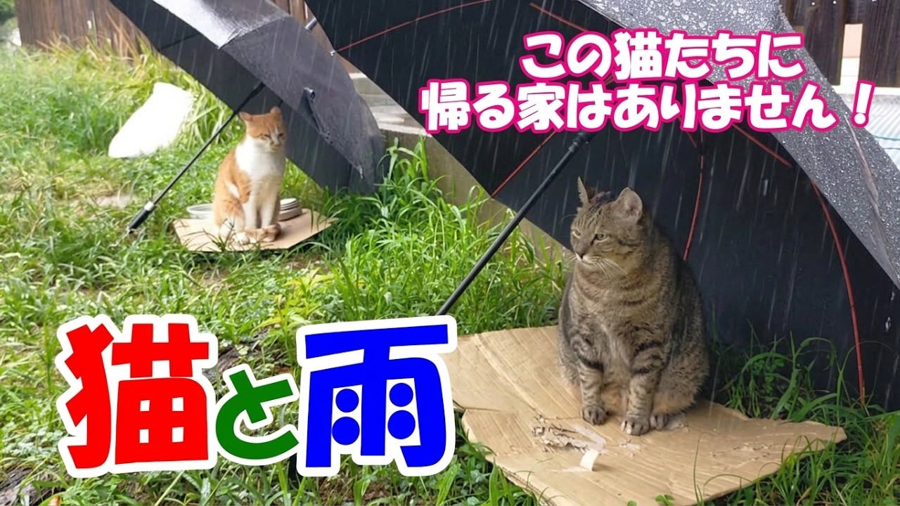 雨の日のねこ様 猫と雨」秋雨前線の影響で連日の雨！この猫たちに帰る家はありません