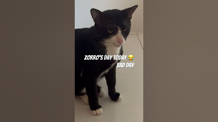 Zorro’s Face😊 #zorro #cat #funny #cutepet #short #shorts